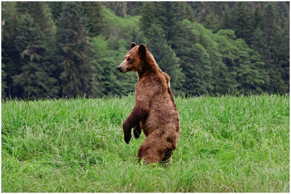 Two Weeks Grizzly Bear Himym